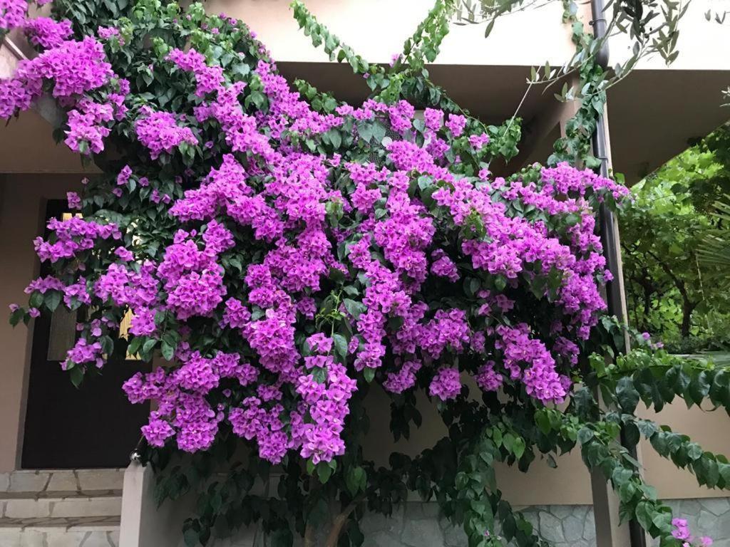Apartments House Barbara 2 Kornić 외부 사진
